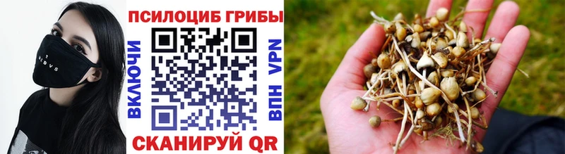 Галлюциногенные грибы Cubensis  Чегем 